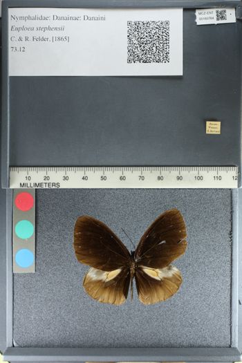 Media type: image;   Entomology 160764